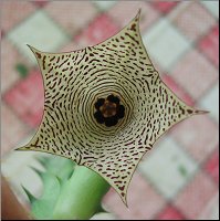 Huernia mccoyi YEM 42
